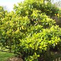 Viburnum odoratissimum var.awabuki